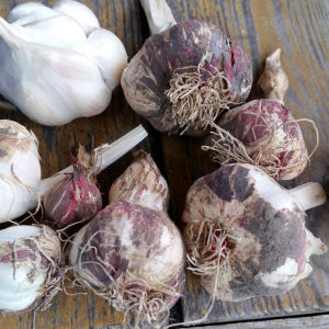 Шелуха чеснока на вес золота: жаль, раньше не начала её собирать
